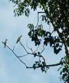 Pair of Citron Cockatoos